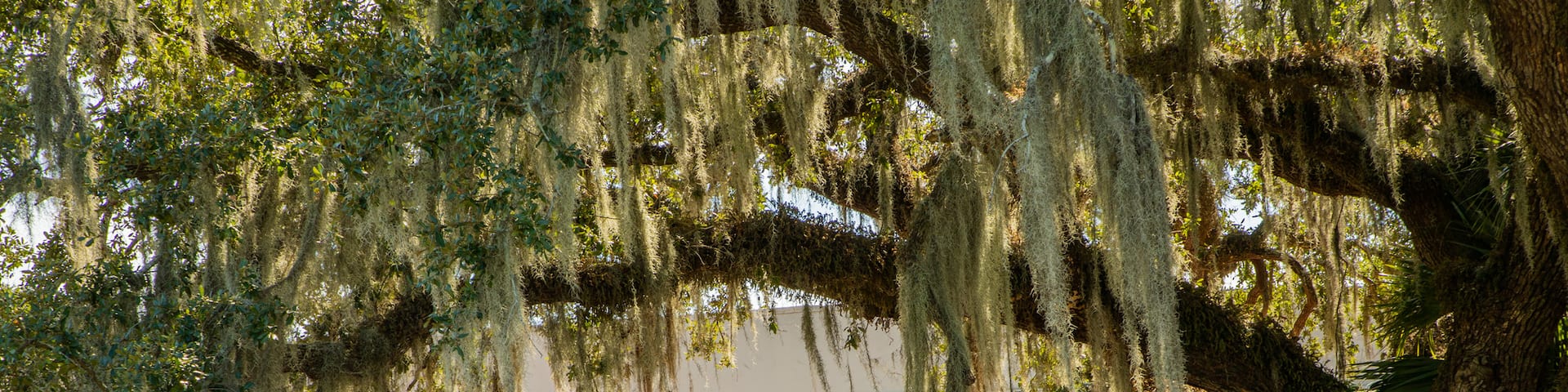 City Park