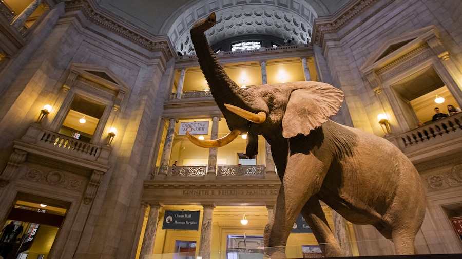 National Museum of Natural History