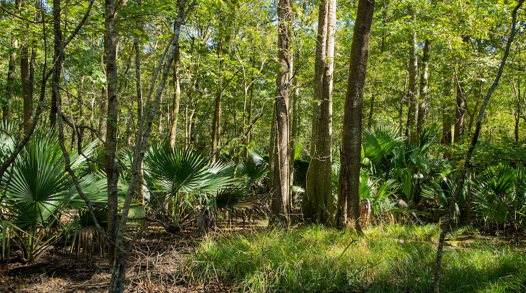 Jean Lafitte National Historic Park and Preserve showing a park and forests