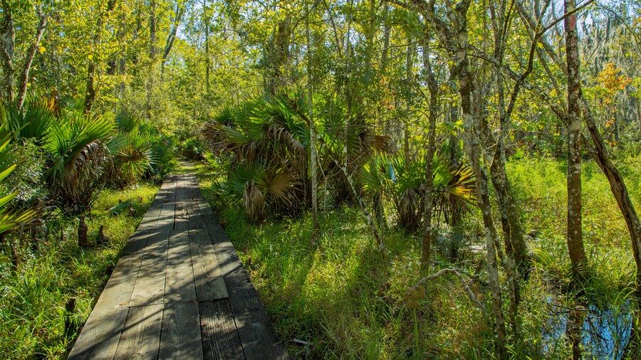 Jean Lafitte National Historic Park and Preserve featuring forests and a park