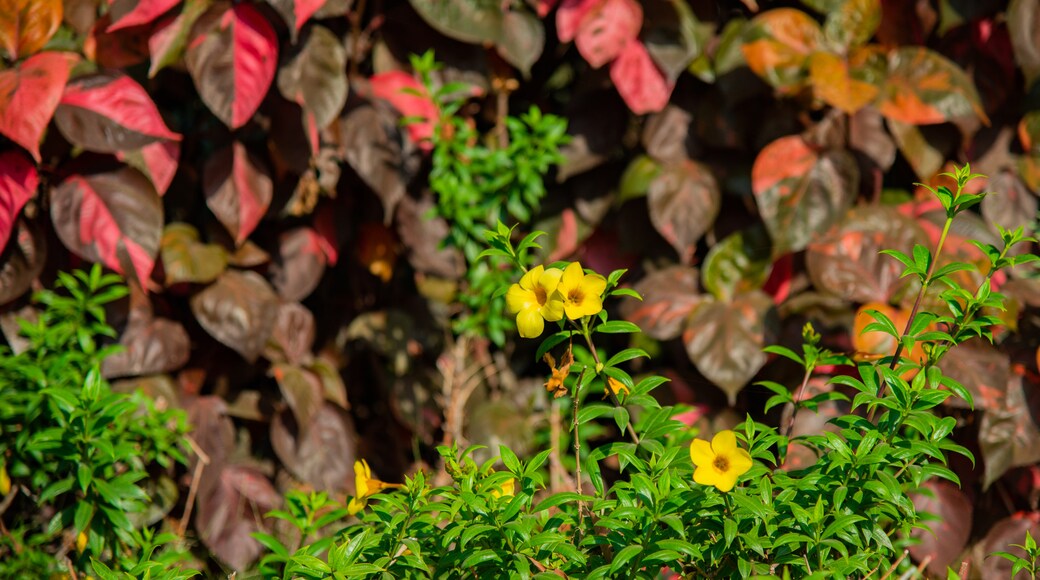 Central Park, Navi Mumbai featuring wildflowers