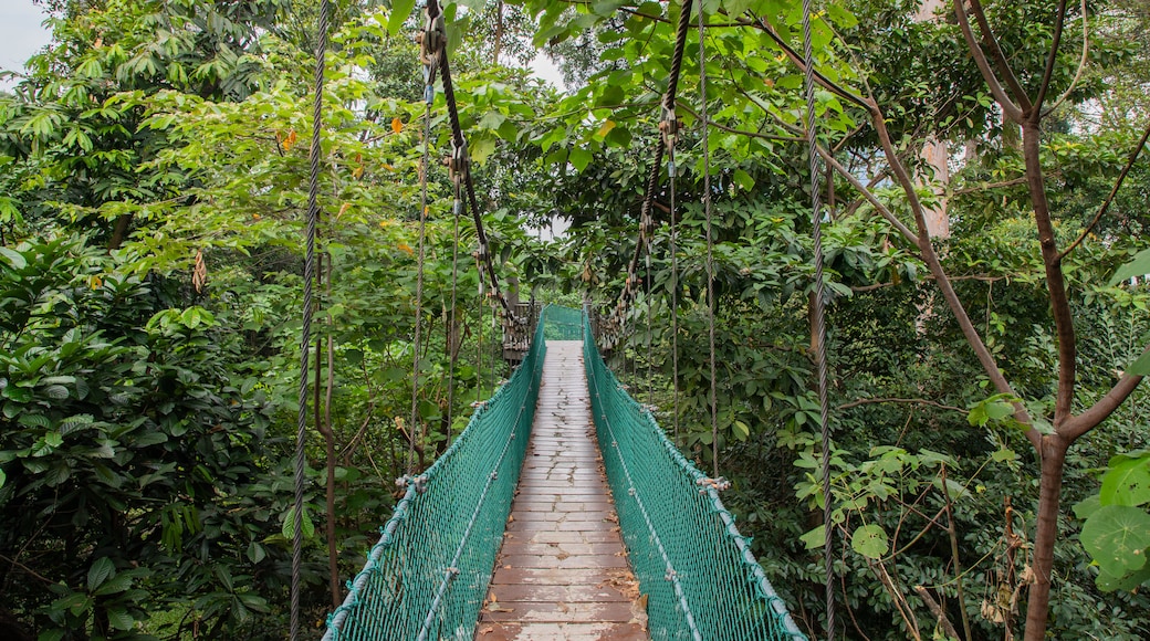 Kuala Lumpur Forest Eco Park