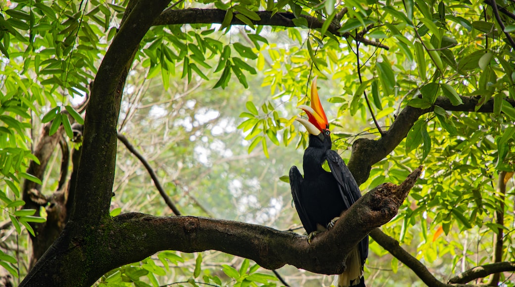 Kuala Lumpur Bird Park