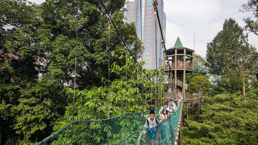 Kuala Lumpur Forest Eco Park