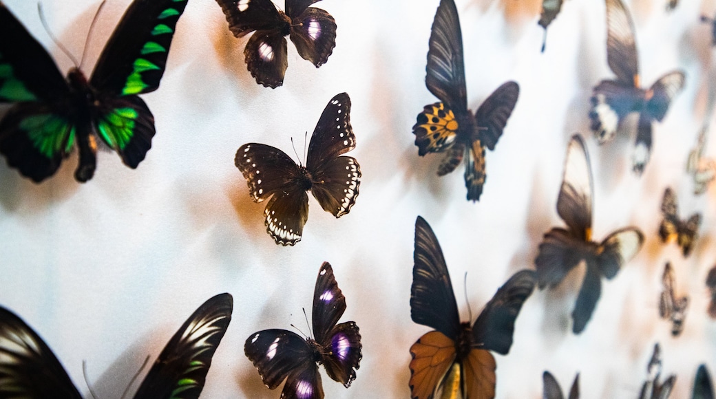 Butterfly Park
