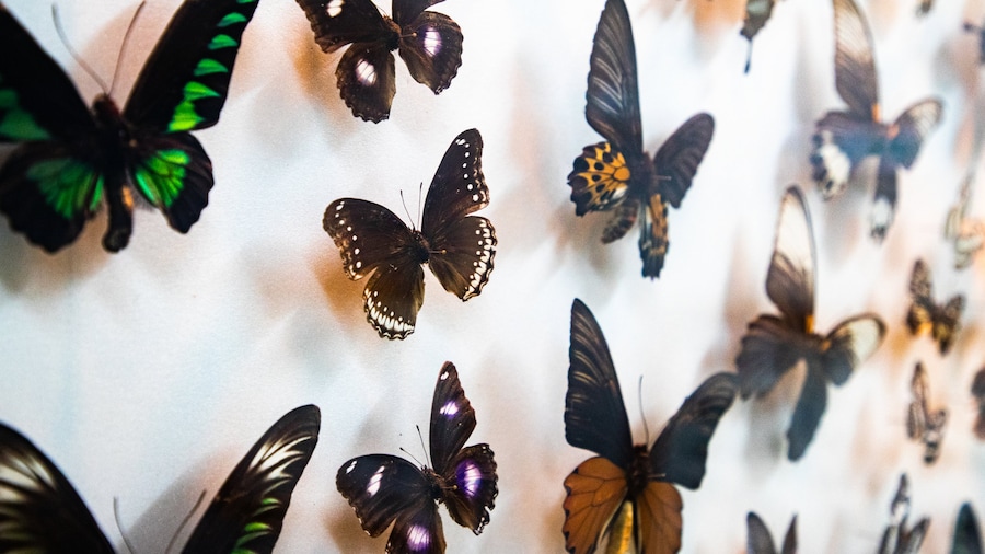 Butterfly Park