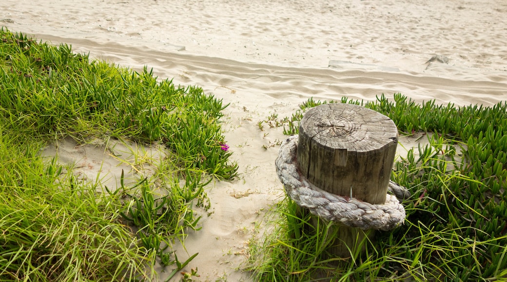 Orewa Beach