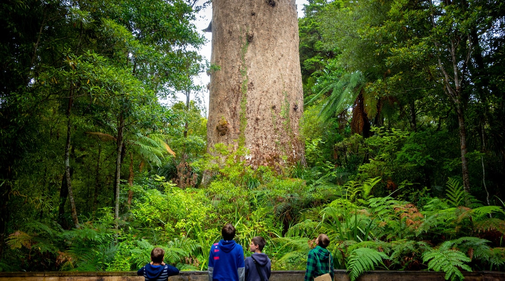 Tane Mahuta showing a park and forests as well as a family