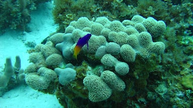 Old Providence McBean Lagoon National Park featuring marine life