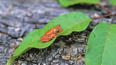 El Tuparro National Natural Park showing cuddly or friendly animals