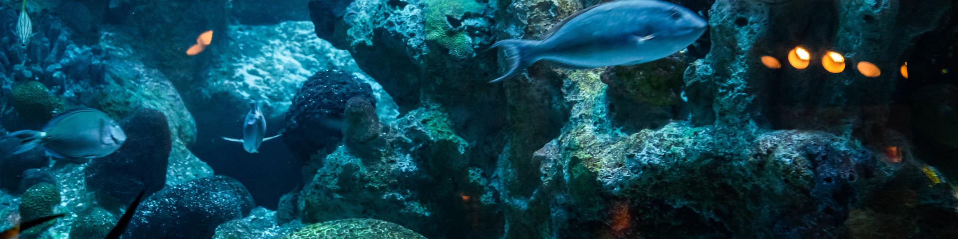 New England Aquarium featuring marine life