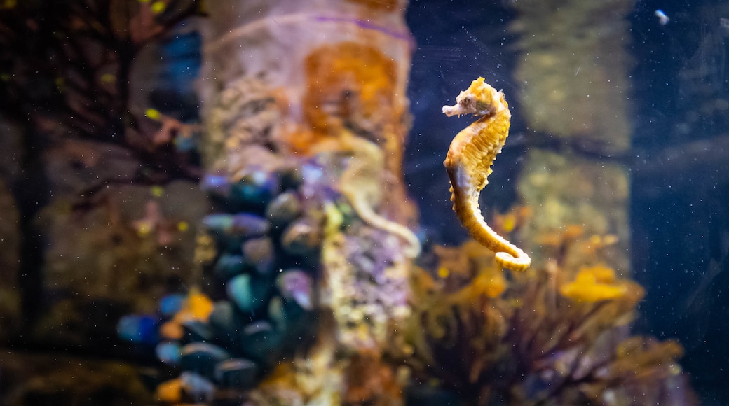 新英格蘭水族館