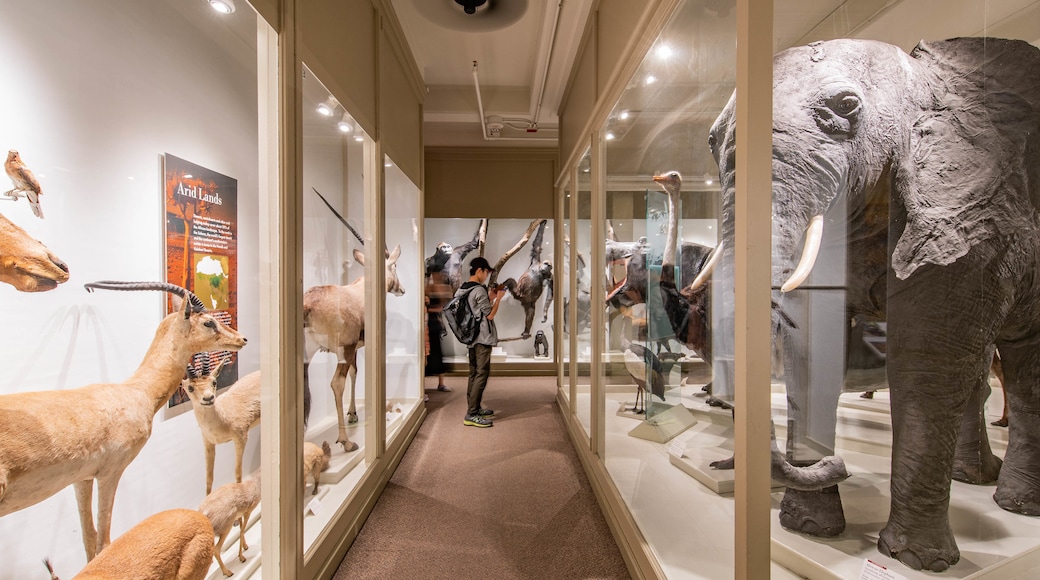 Harvard Museum of Natural History featuring interior views