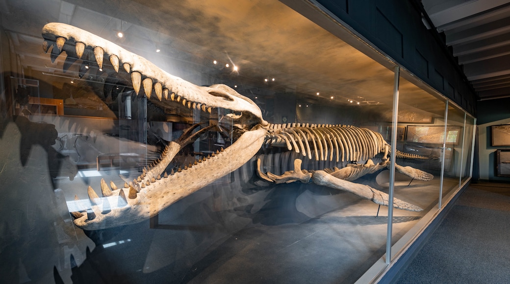 Harvard Museum of Natural History which includes interior views