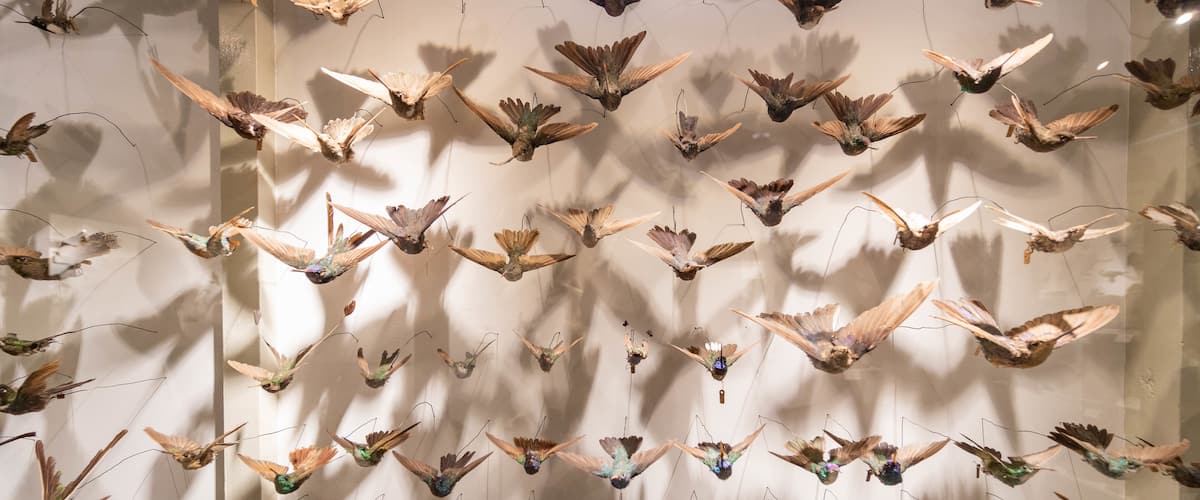 Harvard Museum of Natural History which includes interior views