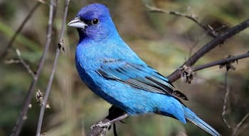 South Padre Island Birding and Nature Center which includes bird life
