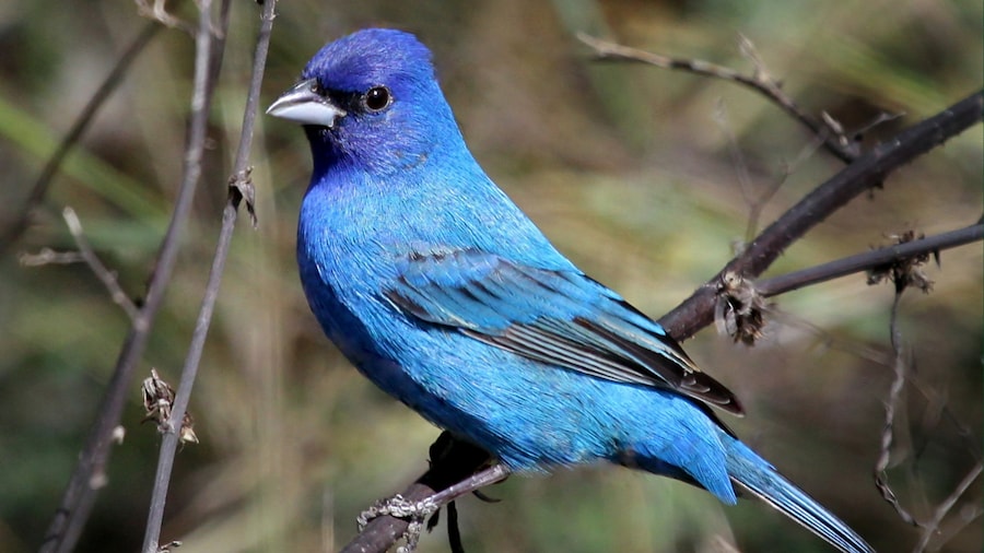 South Padre Island Birding and Nature Center which includes bird life