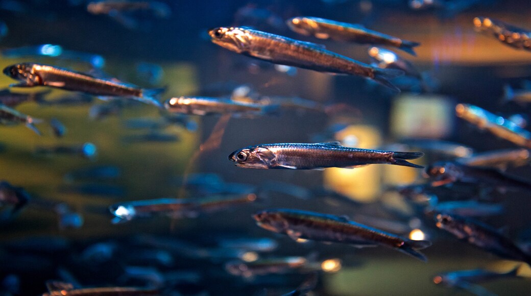 Acquario della Baia