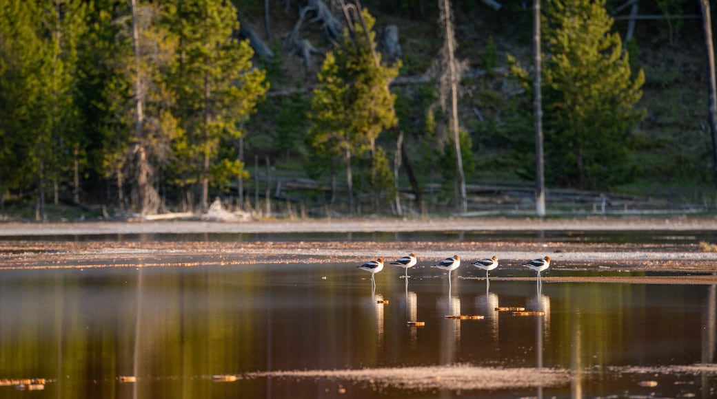 Grand Prismatic Spring showing bird life and a pond