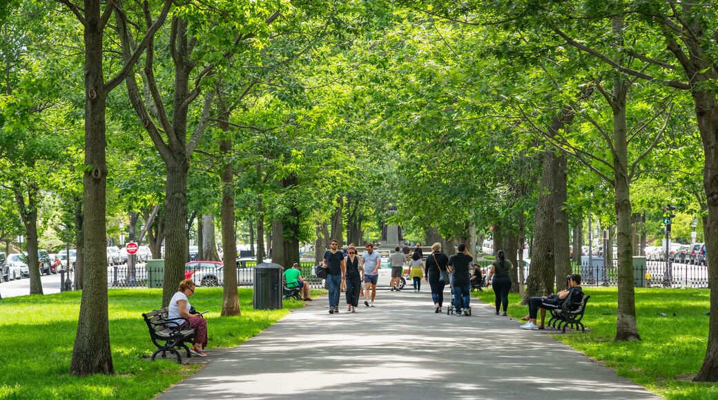 Commonwealth Avenue