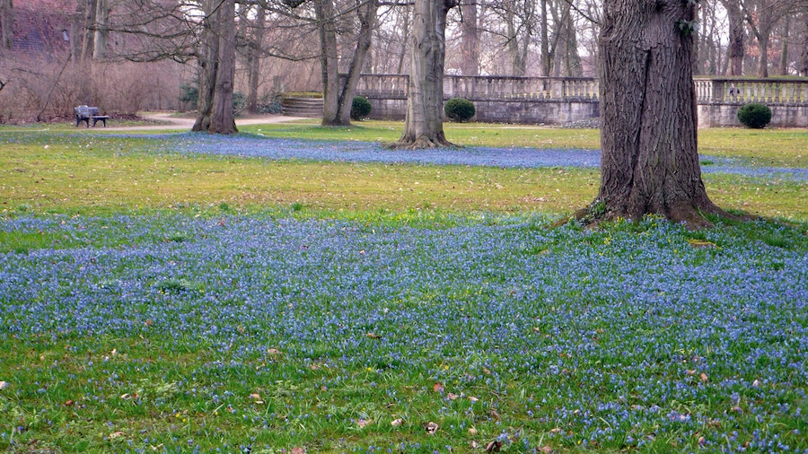 Residenz Ellingen featuring a garden and wildflowers