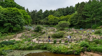 Rokko Alpine Garden showing a garden and a pond