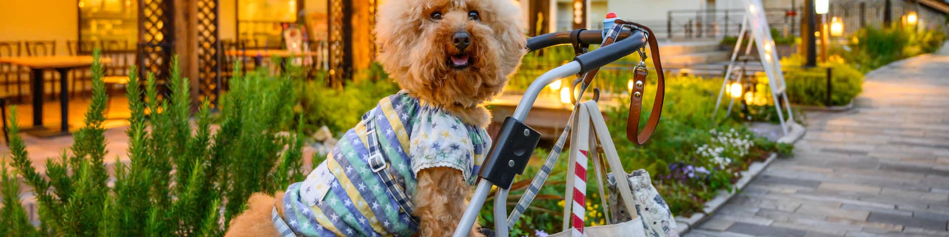 Kobe Harborland showing cuddly or friendly animals