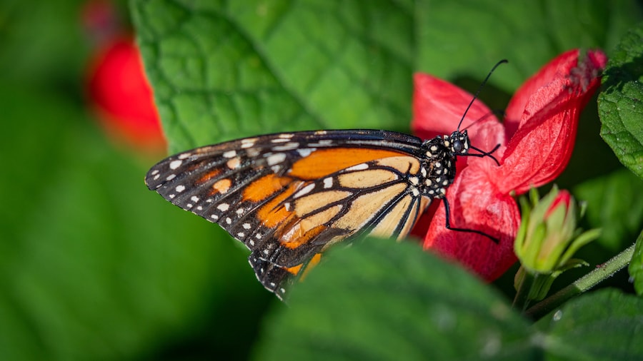 Parc aux papillons Butterfly Wonderland