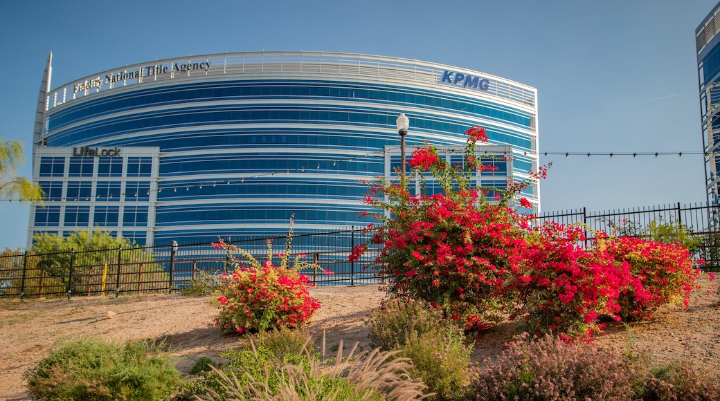 Tempe Beach Park featuring wildflowers