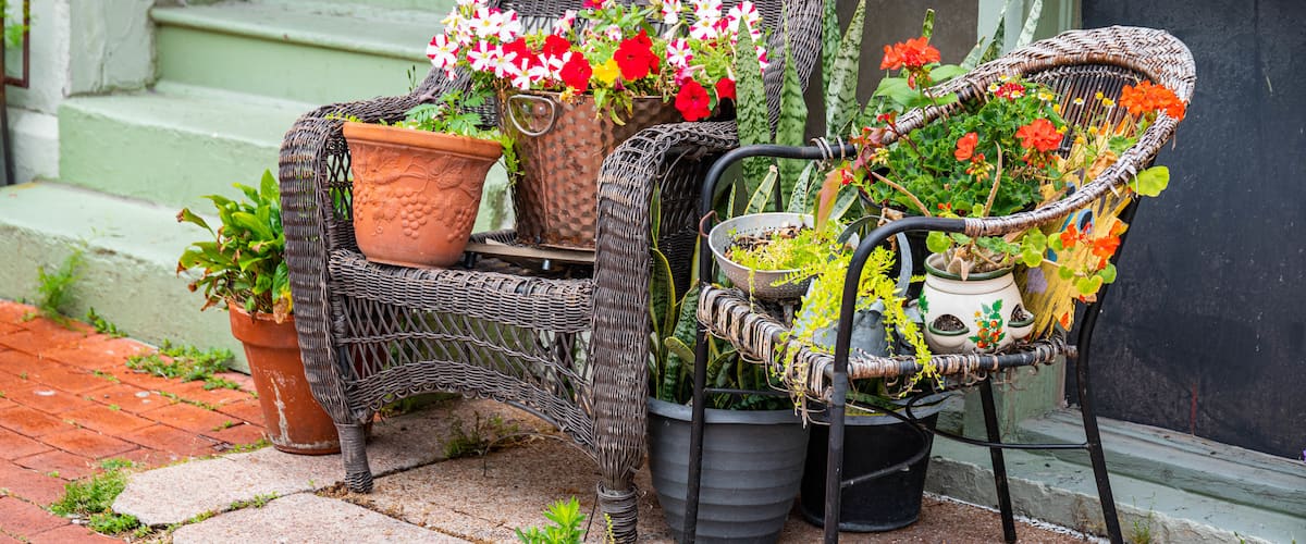 Soulard showing flowers