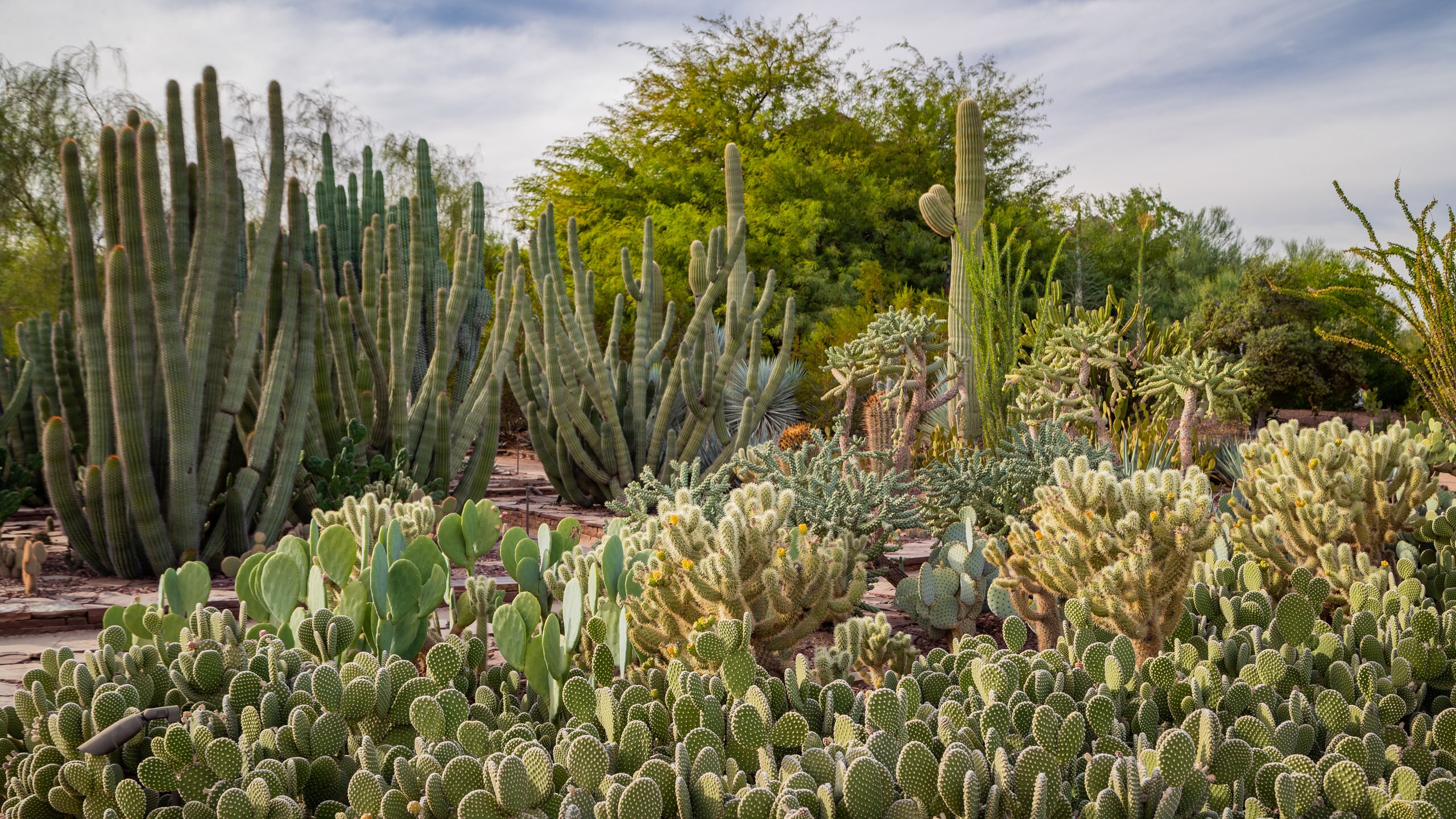 Visit Desert Botanical Garden in Phoenix | Expedia