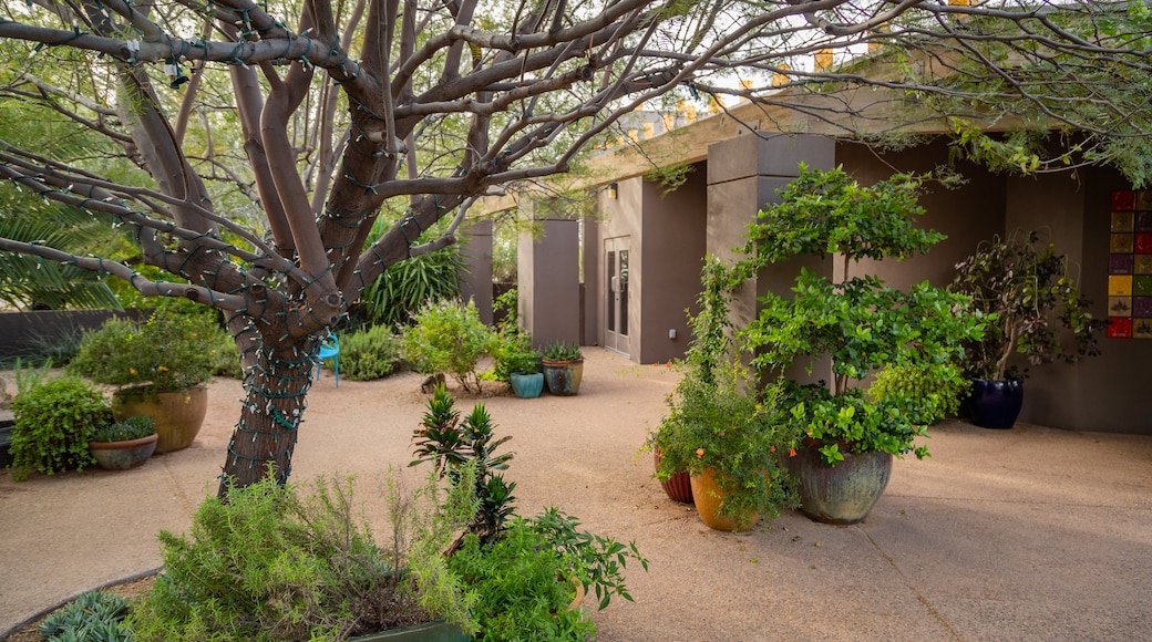 Desert Botanical Garden