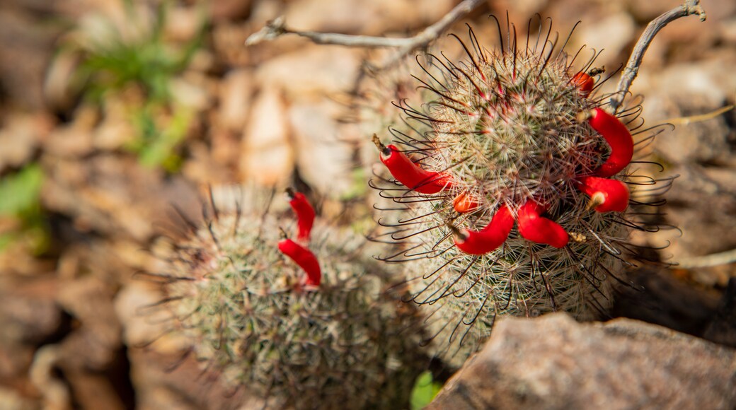 Phoenix Mountain Preserve which includes wildflowers