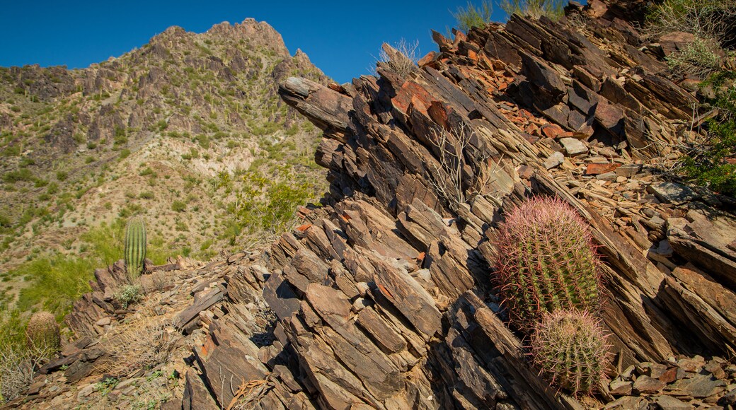 Phoenix Mountains Preserve