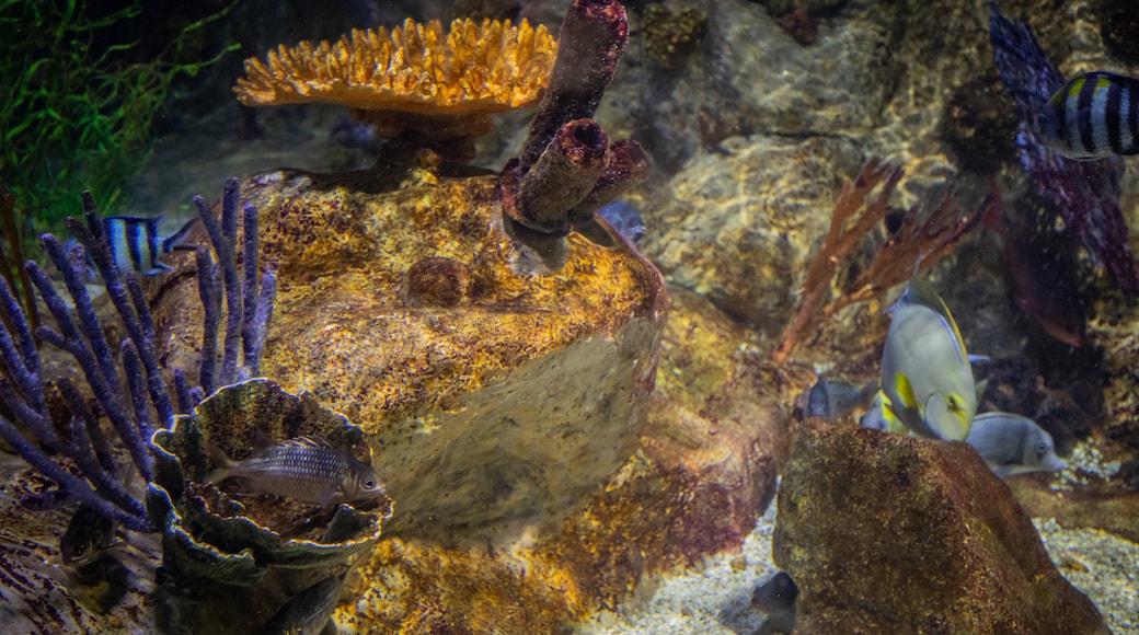 Acuario SEA LIFE Arizona