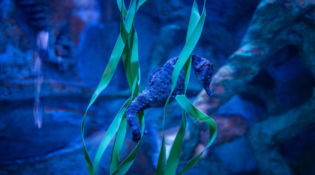 Acuario SEA LIFE Arizona