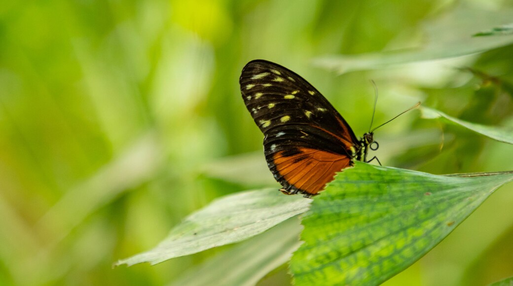 The Butterfly Palace