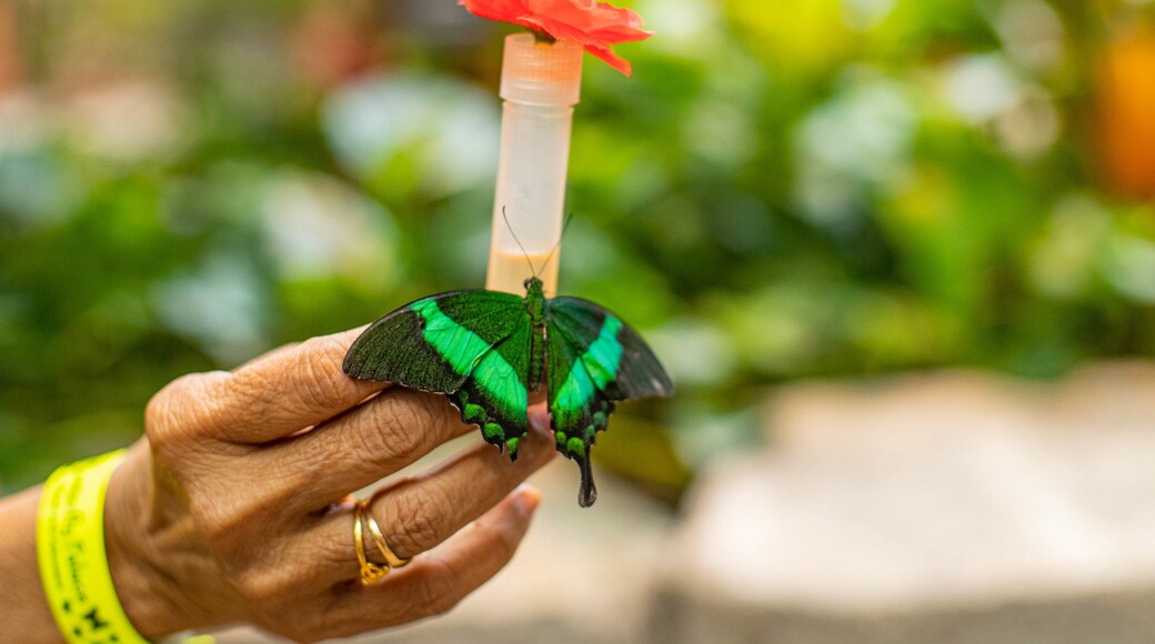 Shepherd of the Hills