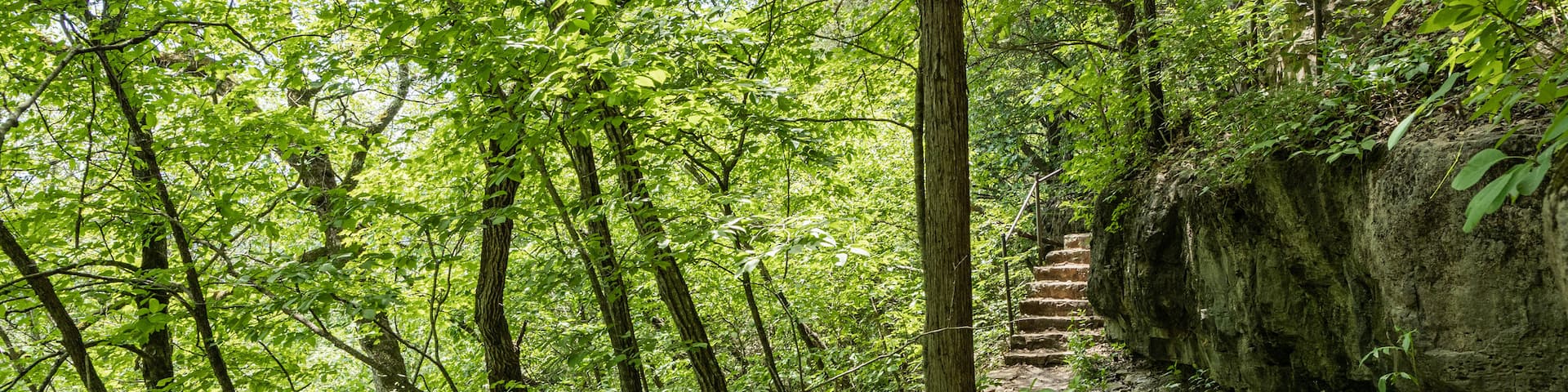Lakeside Forest Wilderness Area