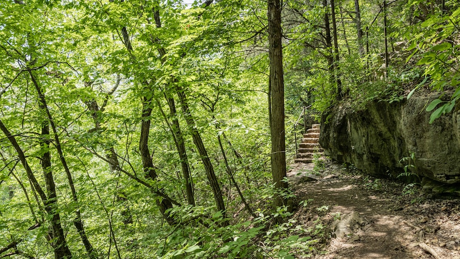 Lakeside Forest Wilderness Area