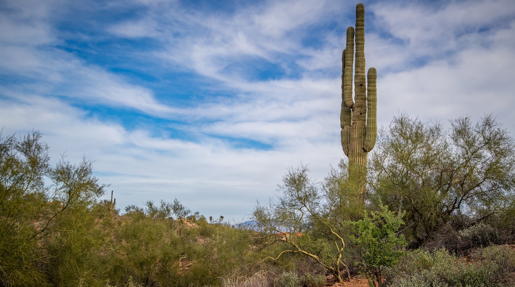 Fountain Hills Botanical Garden