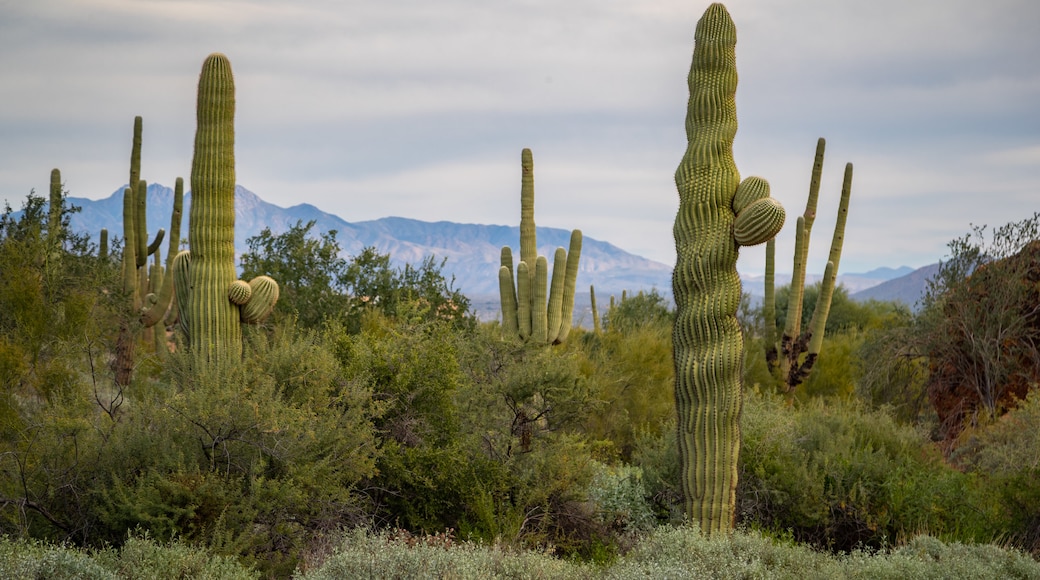 Fountain Hills Botanical Garden