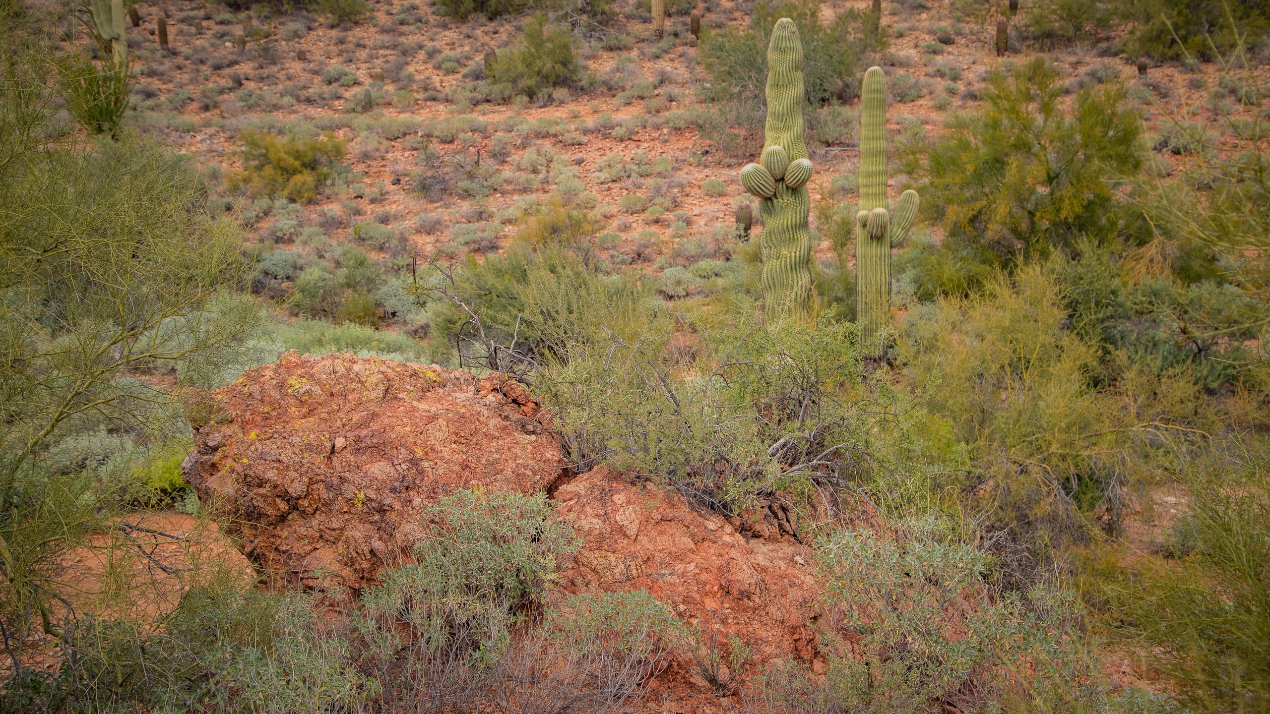 Fountain Hills Botanical Garden Tours Book Now Expedia