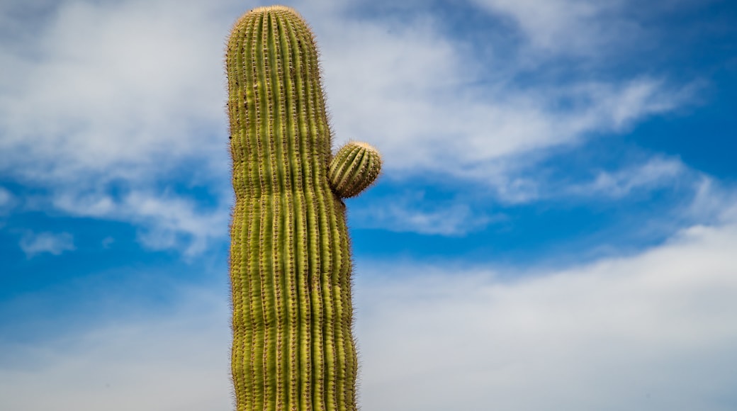 Fountain Hills Botanical Garden