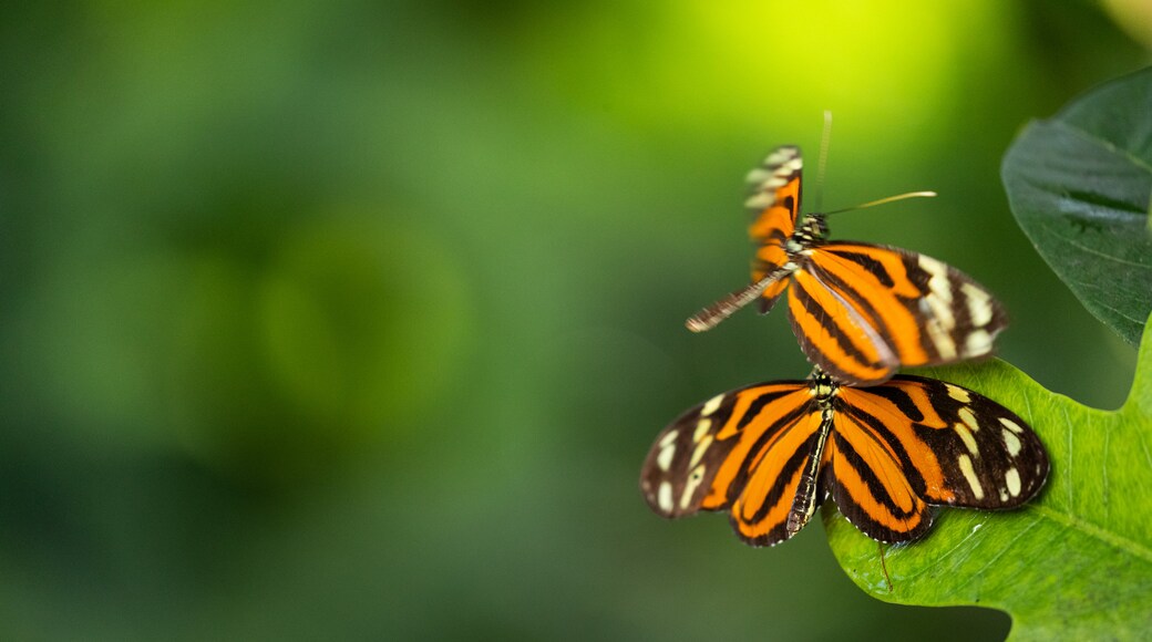 Butterfly Wonderland