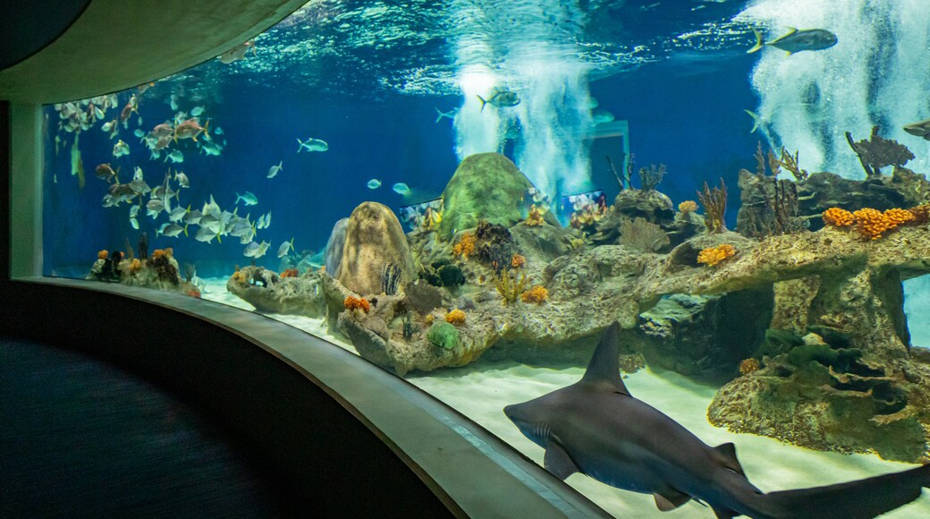 OdySea Aquarium