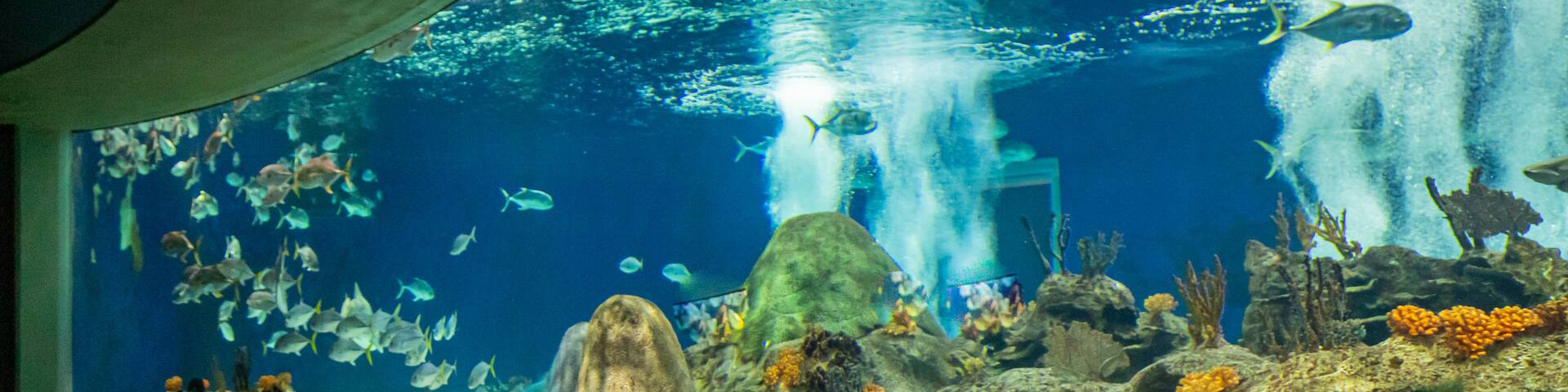 OdySea Aquarium