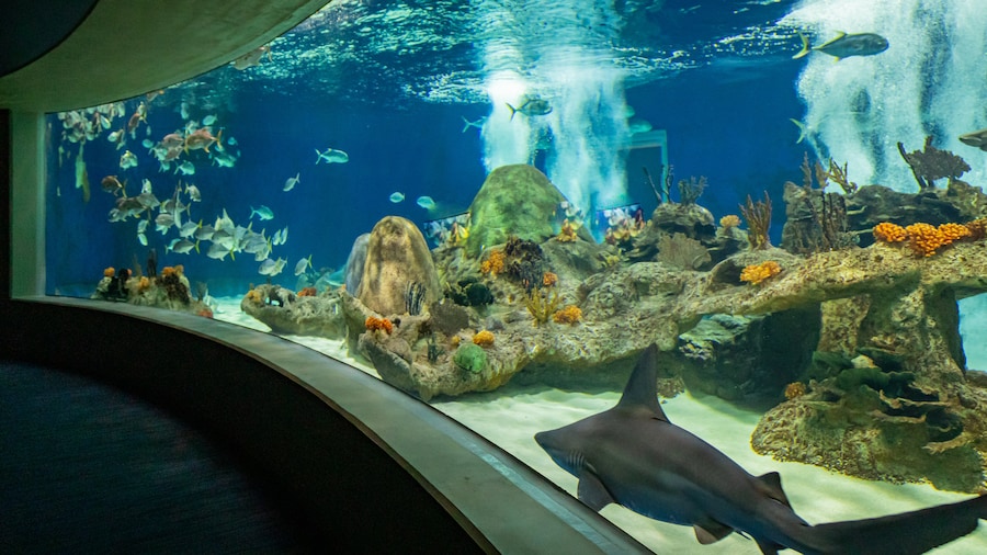 OdySea Aquarium