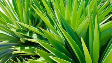 Dover Beach featuring tropical scenes and a garden