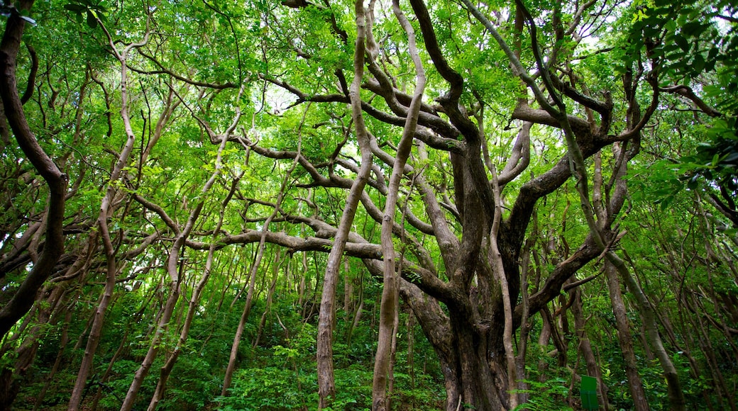 Barbados Wildlife Reserve which includes forest scenes and rainforest